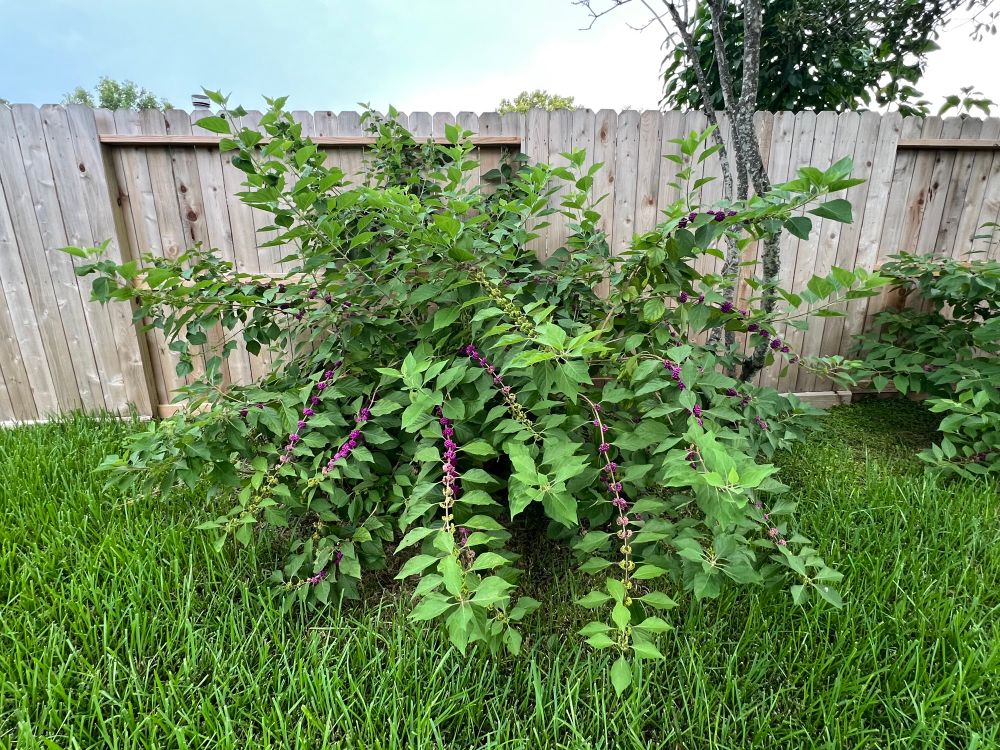 Picture of a beautyberry bush