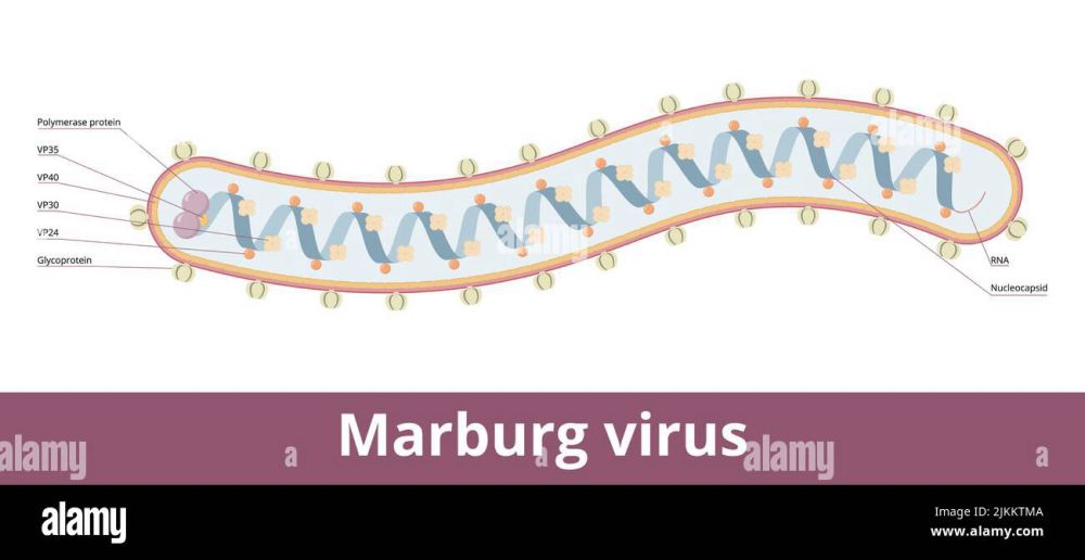 The Marburg Virus