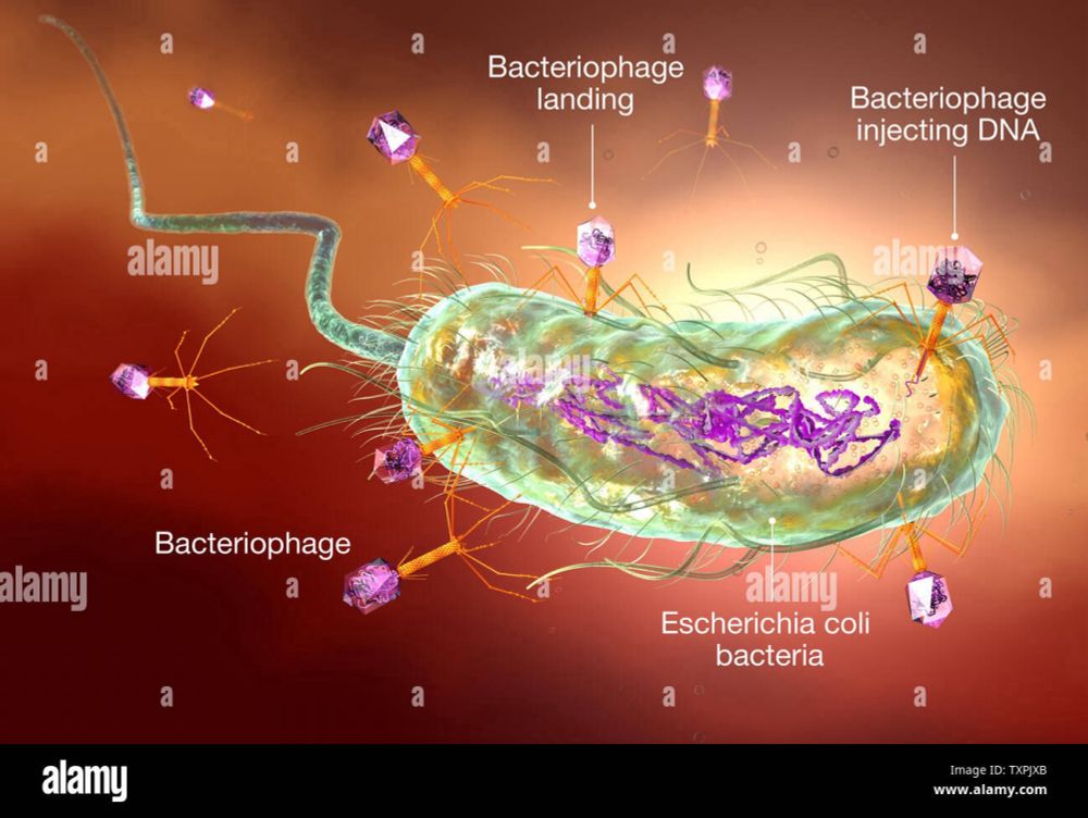 One Vigilant Bacteriophage of All