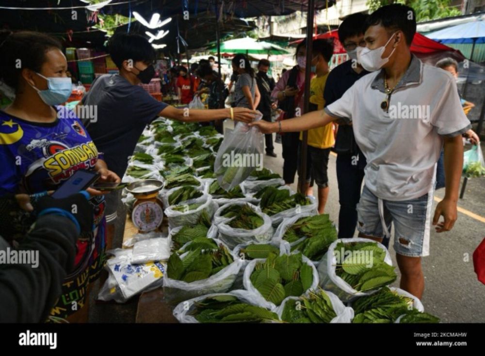 [Exclusive] The Secretly Unsolved Kratom Endemic