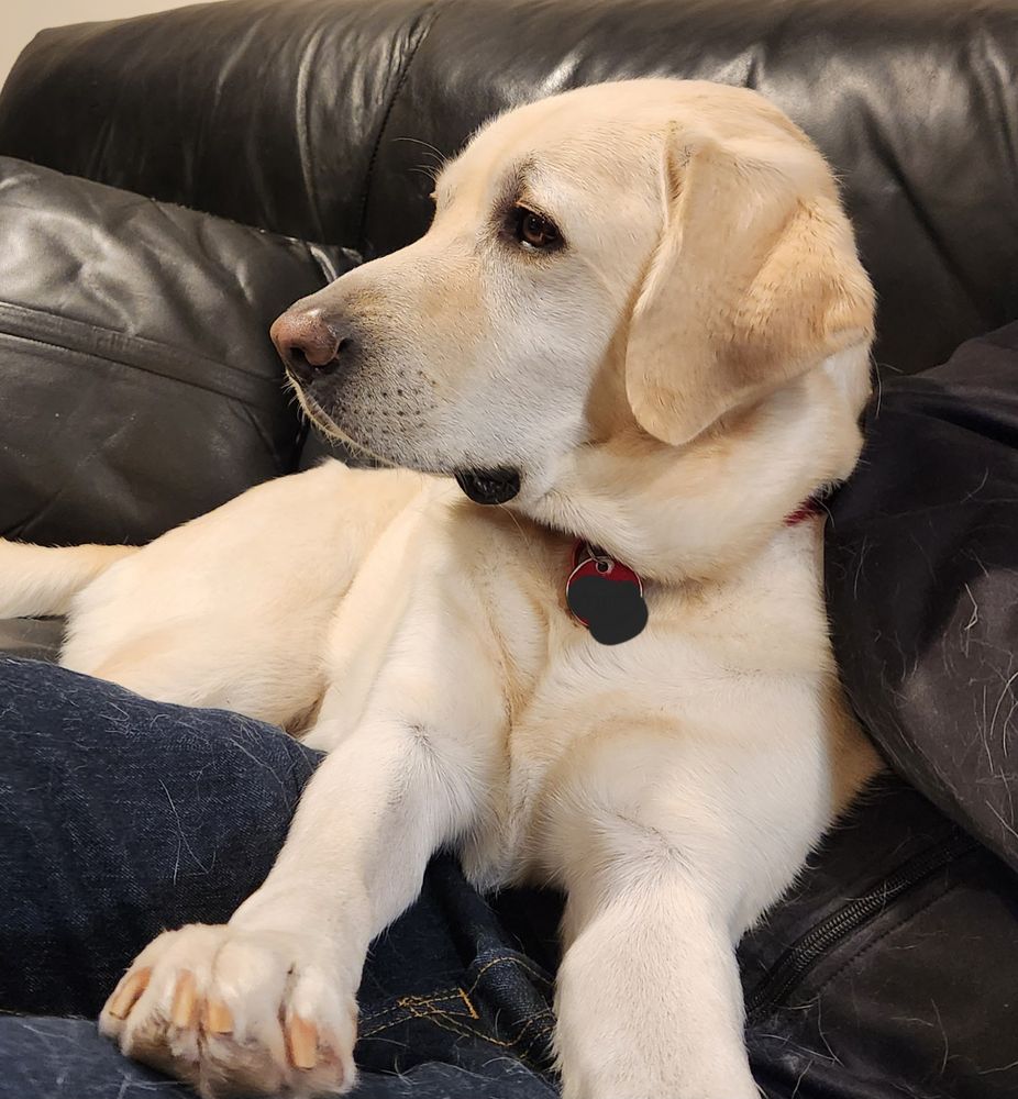 Yellow Labrador lying on a black couch. His head is turned to the left