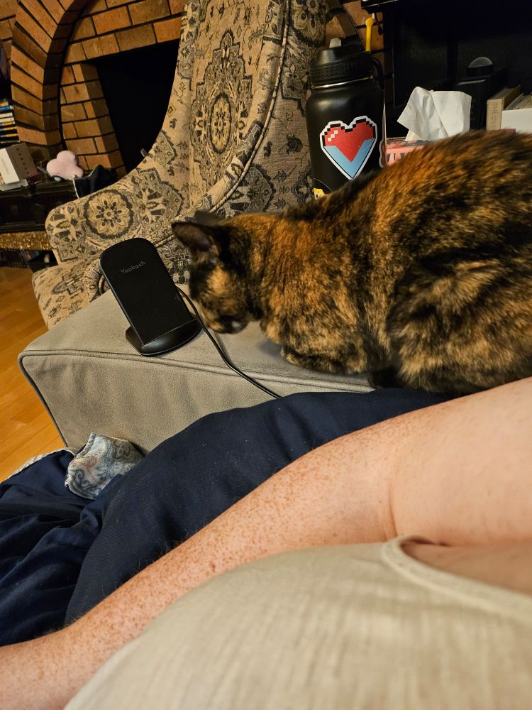 A tortiseshell cat sitting on the arm of a sofa.