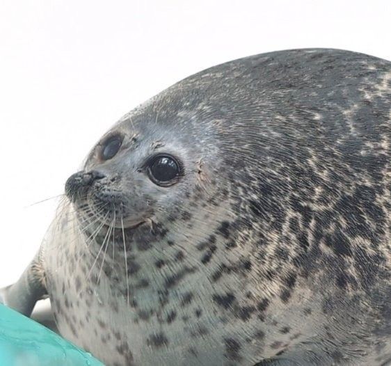 Depicts a spotted seal with its face scrunched up, making it appear incredibly round. It also has abnormally large round eyes