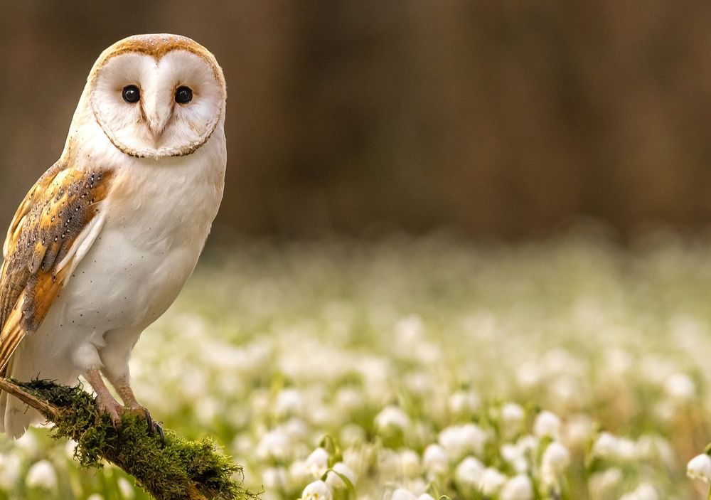 A barn owl looks into the camera from its perch on a mossy branch against a backdrop of a green and white meadow. 