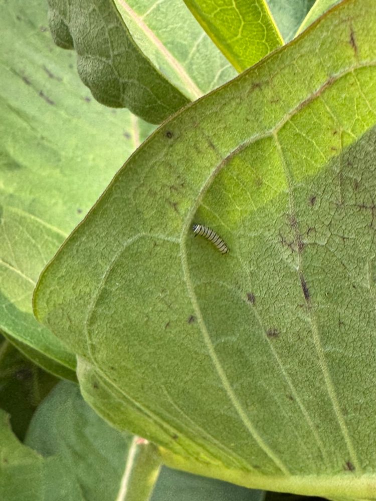 The underside of a milkweed leaf and a very small striped monarch caterpillar. 