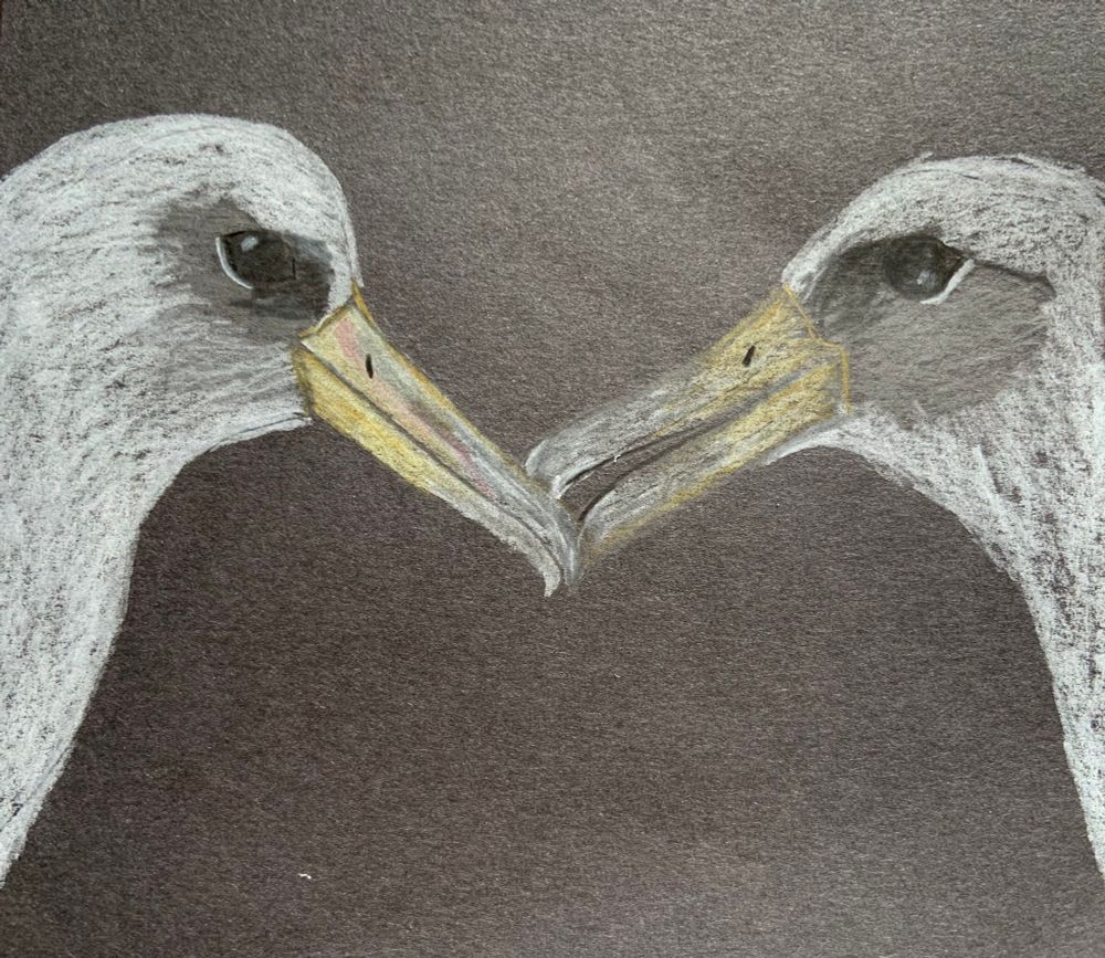 Drawing of two Laysan Albatross 