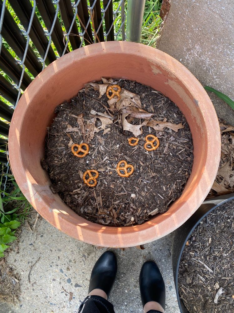 Pretzels in a pot of dirt.