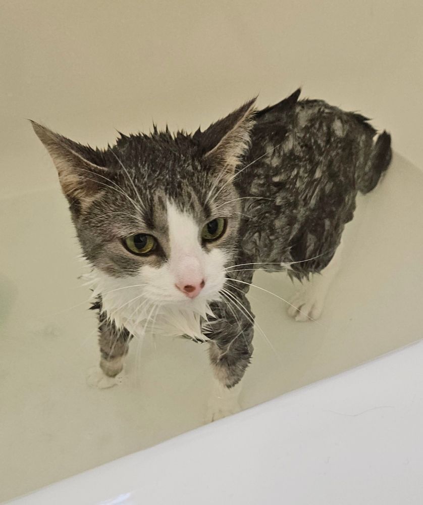 White and grey cat in a bathtub. Soggy and wet.