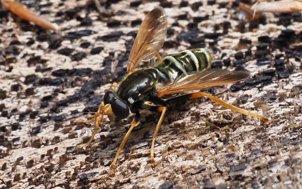 A large, colourful hoverfly perched on a piece of bark.