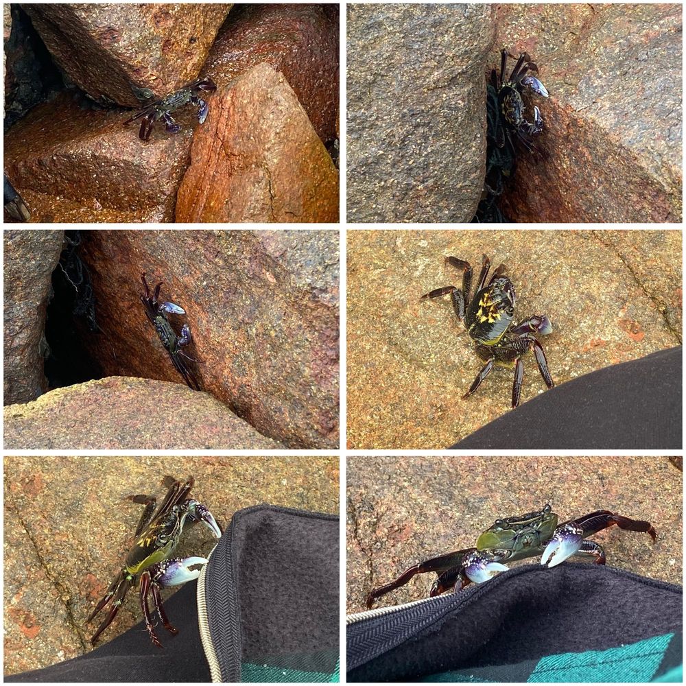 Collage of six photos showing the progression of a large dark purple crab with white claws approaching me, ending with two photos of the crab holding firmly onto the zipper edge and fabric with their claws. 