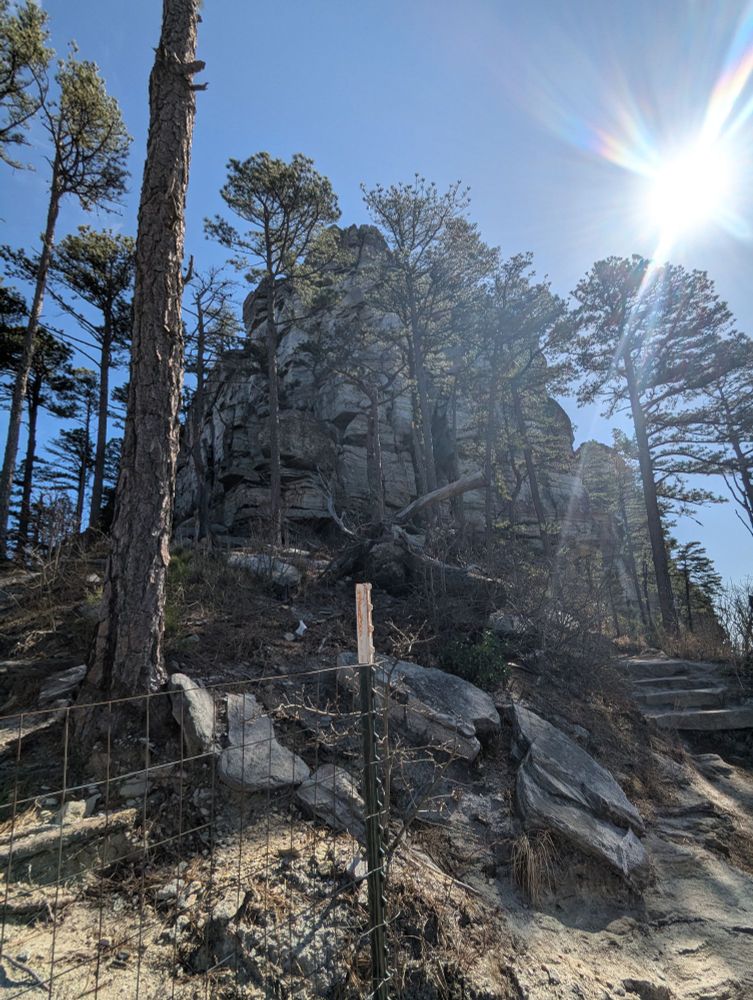 Pilot Mountain with a few scattered trees along the trail and the sun shining bright.