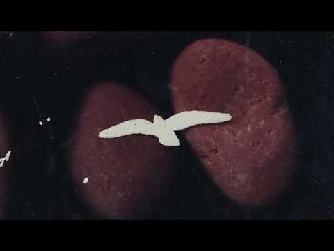 Firestations  - 'Many White Horses' (Official Video)