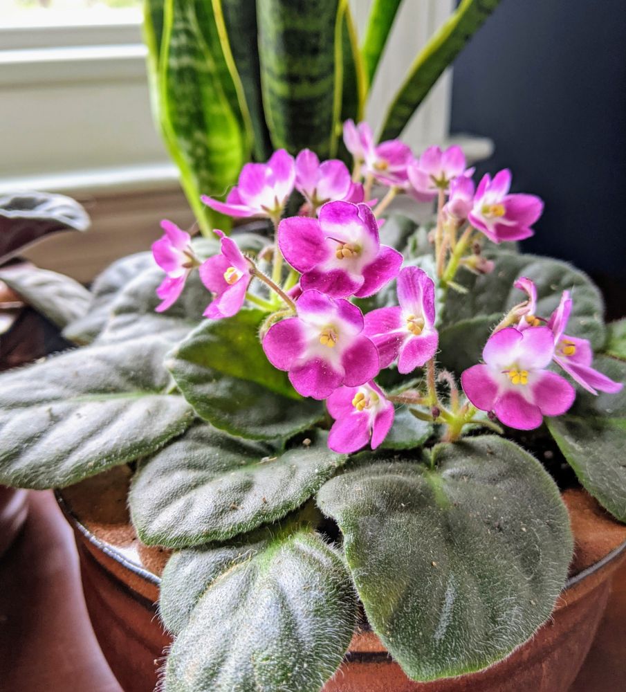 A pink and white Saintpaulia violet in bloom in a round glazed brown pot before a window. The light through the window illuminates the violet and makes it seem to glow a little.