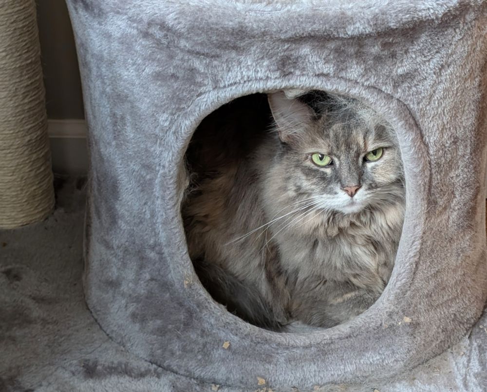 A grumpy-looking fluffy gray cat with pink nose and white muzzle glares out from the base unit of her cat tower, also gray.