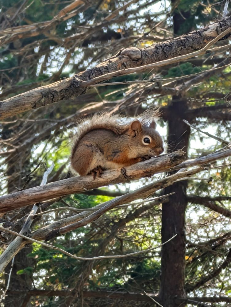 Lil' American red squirrel crouched down on a tree branch, its tail tucked up over its back.