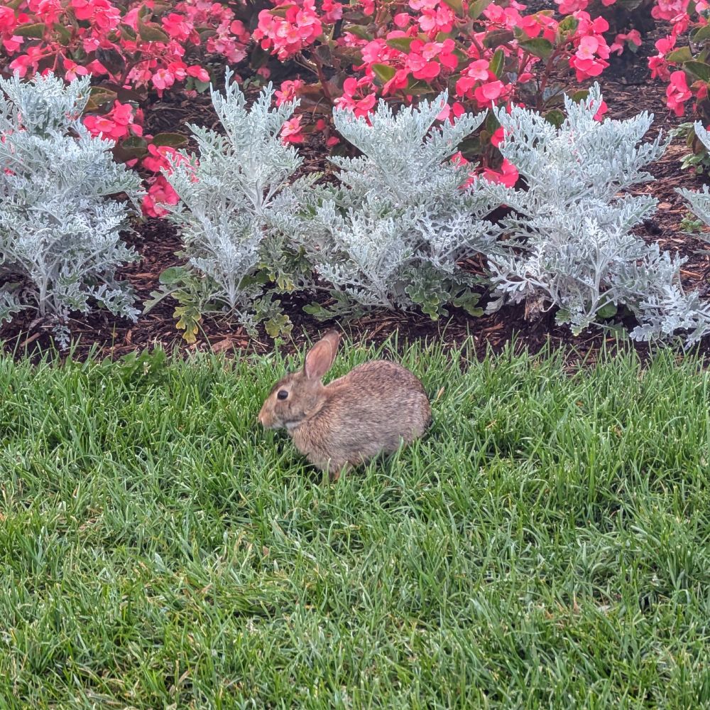 A small brown rabbit eating grass near a flower border filled with lacy silver foliage and bright pink flowers.