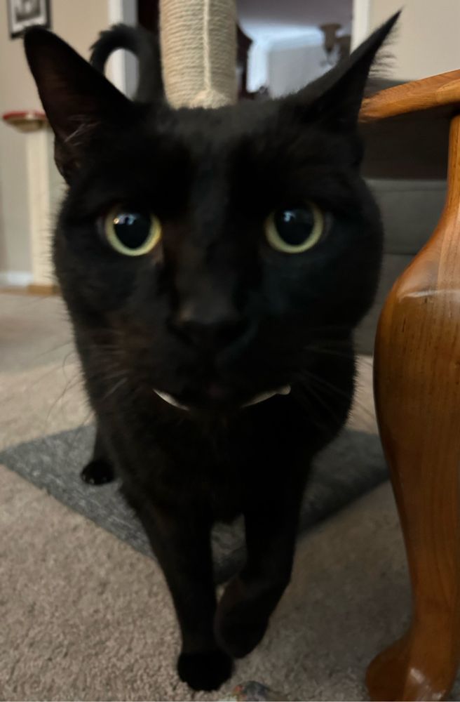 Black cat with yellow eyes wearing a calming collar like Gonzo wears