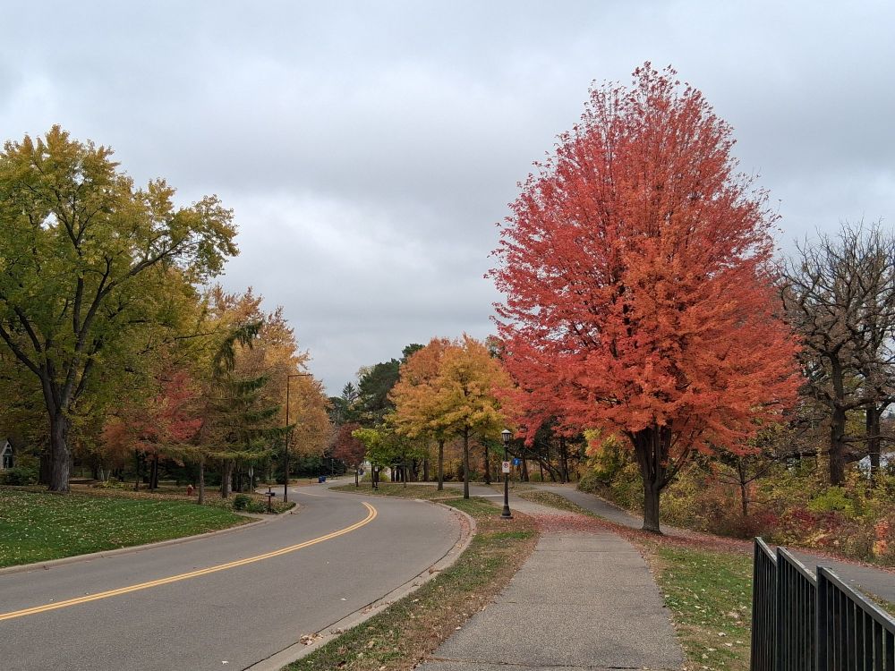 Trees in varying shades of autumn color under an overcast sky.