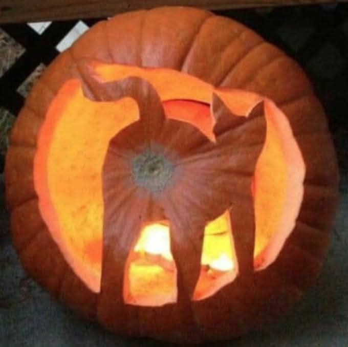 Pumpkin carved so the end looks like a cat's butt.