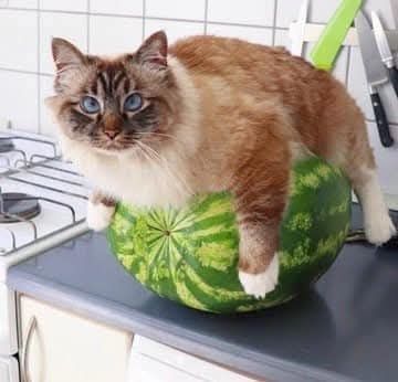 Cat on a watermelon 