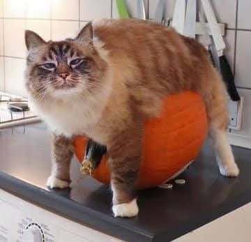 Cat on a pumpkin