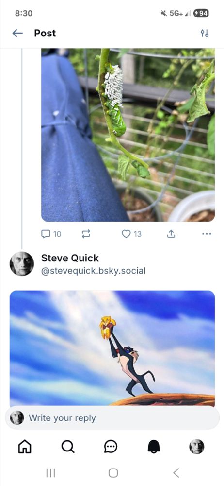 Post with a photo of caterpillar covered in eggs on a vine and my response of an image from The Lion King that looks similar. 