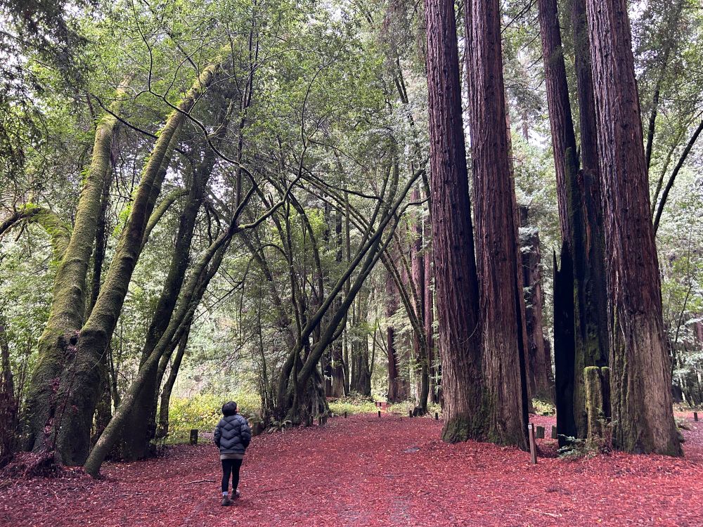 a small figure looks up at a circle of redwoods rising up out of view, with moss clad bay laurel trunks arcing above her from the other side 