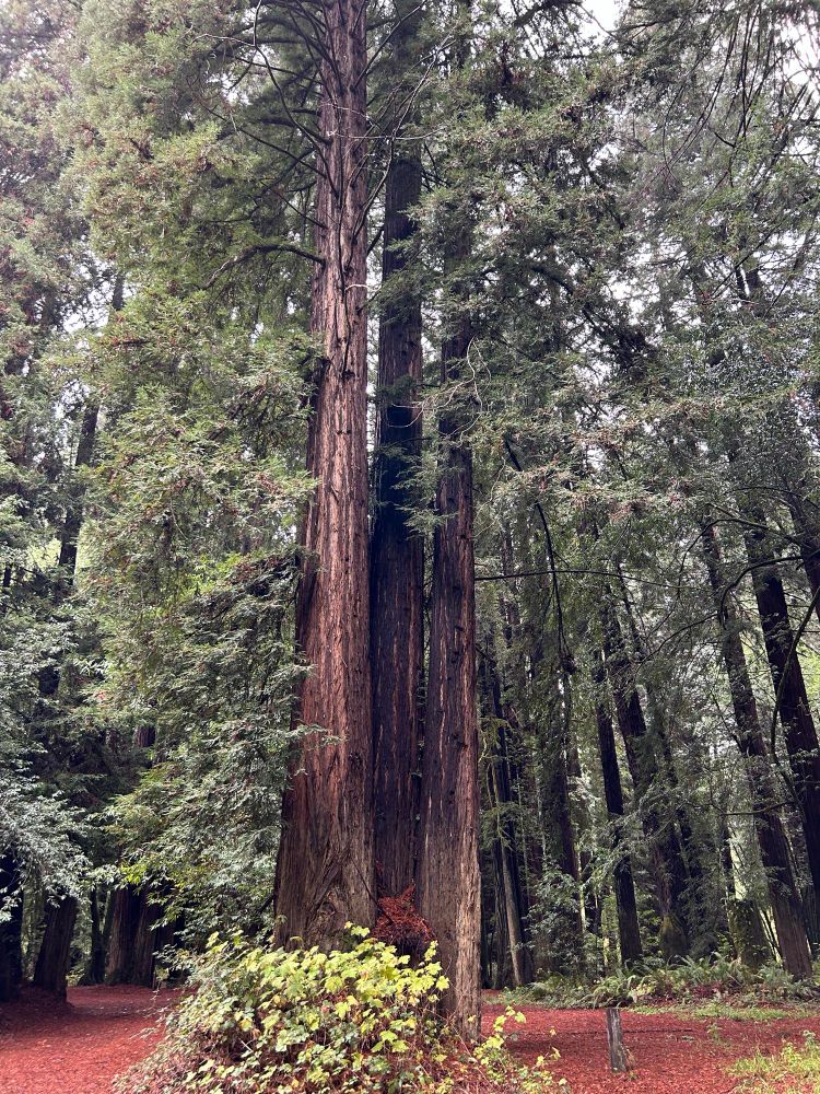 three redwoods rising tall from a shared base, with red duff on the ground around them and more trees in the background