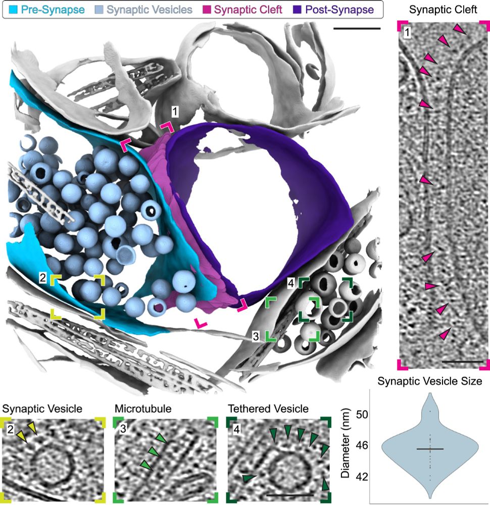 An segmented image of a synaptic junction. The image features synaptic vesicles which are small spheres and larger cylinders with are the synapses. The image is surrounded by electron microscopy images of a synaptic cleft, a synaptic vesicle, a microtubule, and a tethered vesicle. 