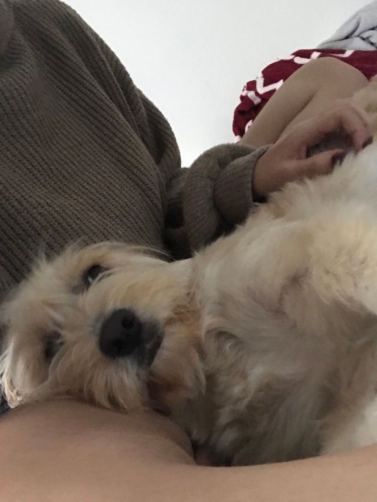 aqui na mesma posição mas aparece um pouco mais de baixo o focinho do cachorrinho 