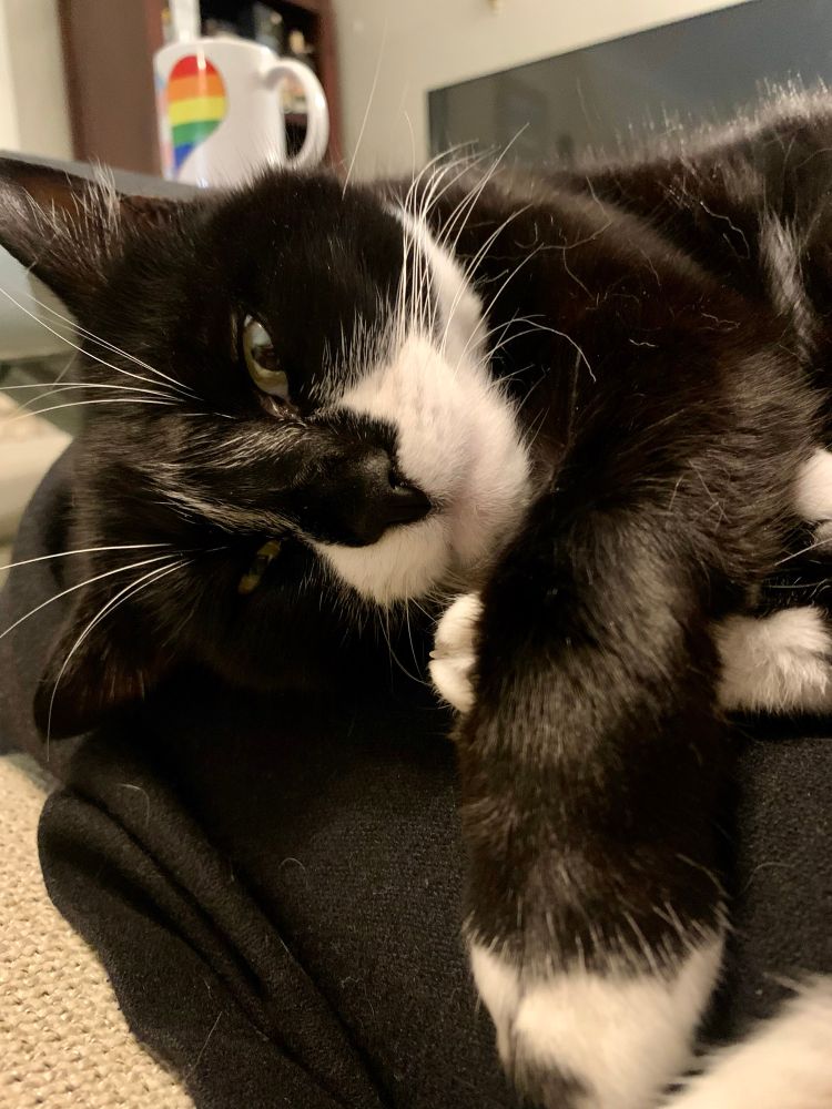 Pauli the Cat snuggled up on the spare human’s lap