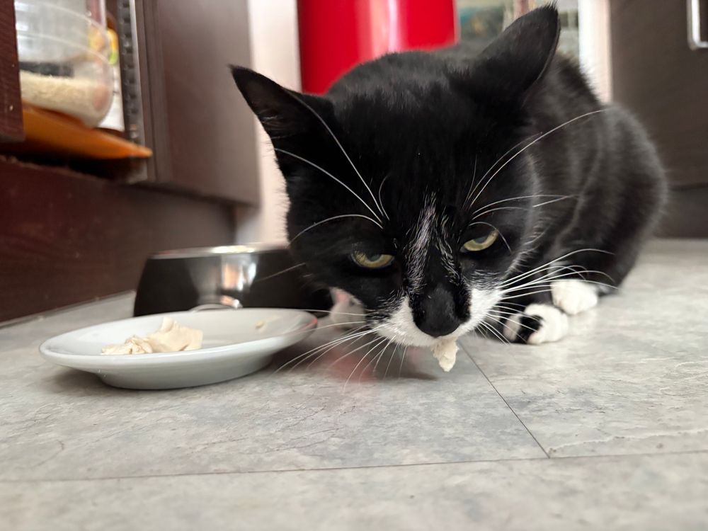 Pauli the Cat sat in the kitchen next to a plate with cooked chicken breast filet. Pauli is eating one of the chicken pieces.