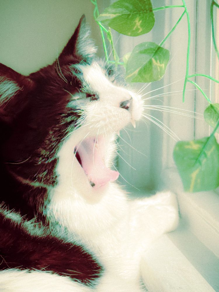 same cat with a wide open mouth (yawning)
