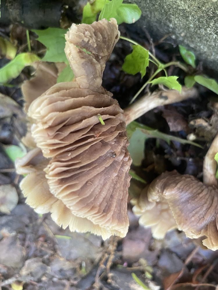 Beautiful deep gilled mushroom