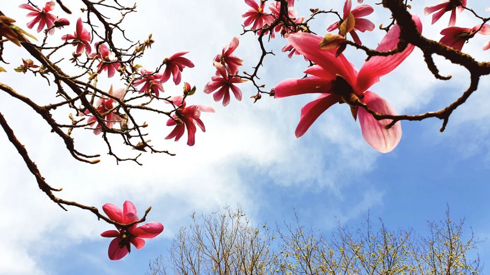 Das Bild zeigt rosafarbene Magnolienblüten an verzweigten Ästen vor einem blauen Himmel mit einigen weißen Wolken. Die Perspektive ist von unten nach oben gerichtet, sodass die Äste und Blüten sich im oberen Teil des Bildes ausbreiten. Die Blüten sind in voller Blüte, mit leuchtenden Farben und zarten Blütenblättern. Im unteren Bereich des Bildes sind die Spitzen einiger Bäume mit jungen, grünen Blättern zu erkennen. 

