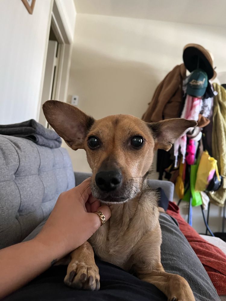 A smallish tan dog with big ears lies on the legs of his owner, facing the camera. Owner’s hand is scritching his neck. They are on a gray couch, and in the background is a clothing rack overloaded with coats, hats, keffiyehs, & tote bags. There is a folded gray blanket on the back of the couch in the background as well. 