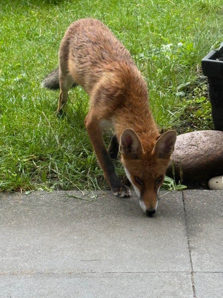 Fuchs im Garten