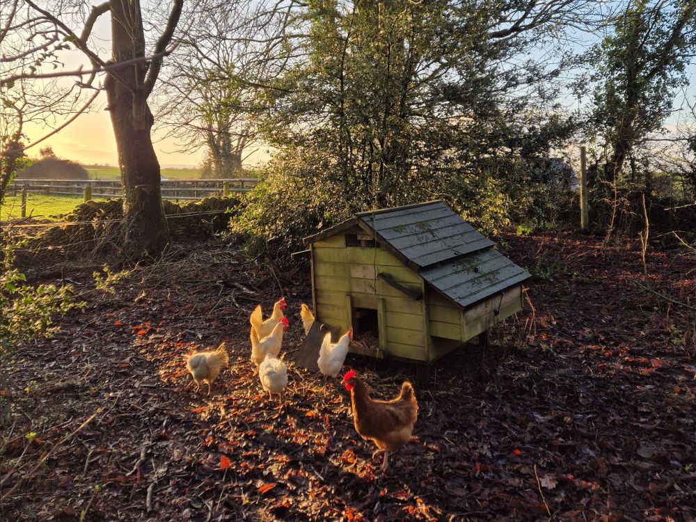 1 brown and 6 white chickens in dappled winter sunshine, clustered next to their wooden henhouse.