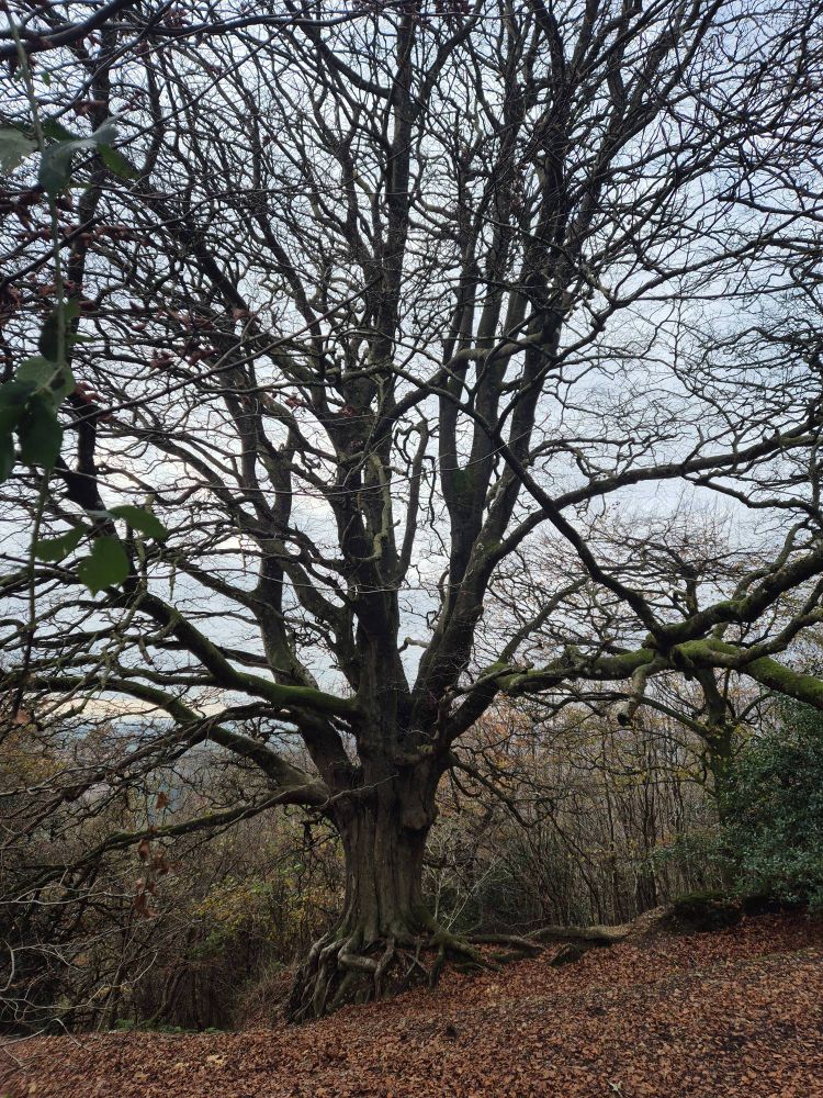Huge, ancient tree with beautiful long branches and exposed roots.