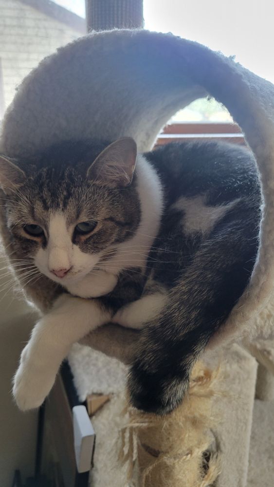 A gray tabby cat curled up inside the tube of a scratching post
