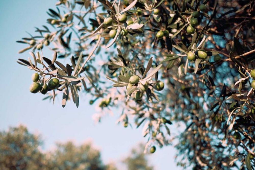 James Godfrey-Faussett on LinkedIn: #biodiversity #miyawakimethod #olive #oliveoil #olivegrove #nature… | 14 comments