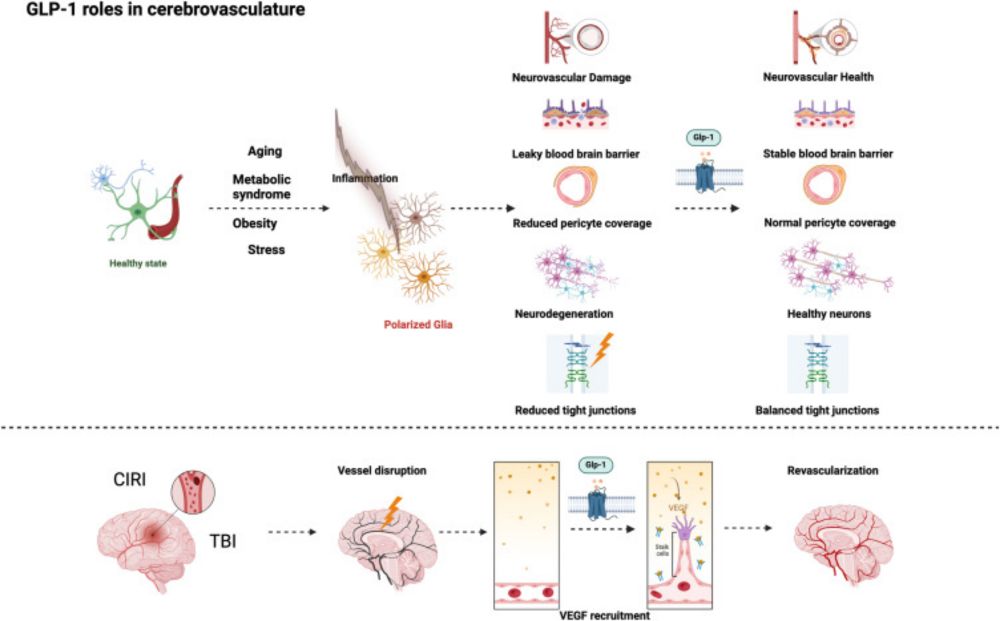 GLP-1 programs the neurovascular landscape