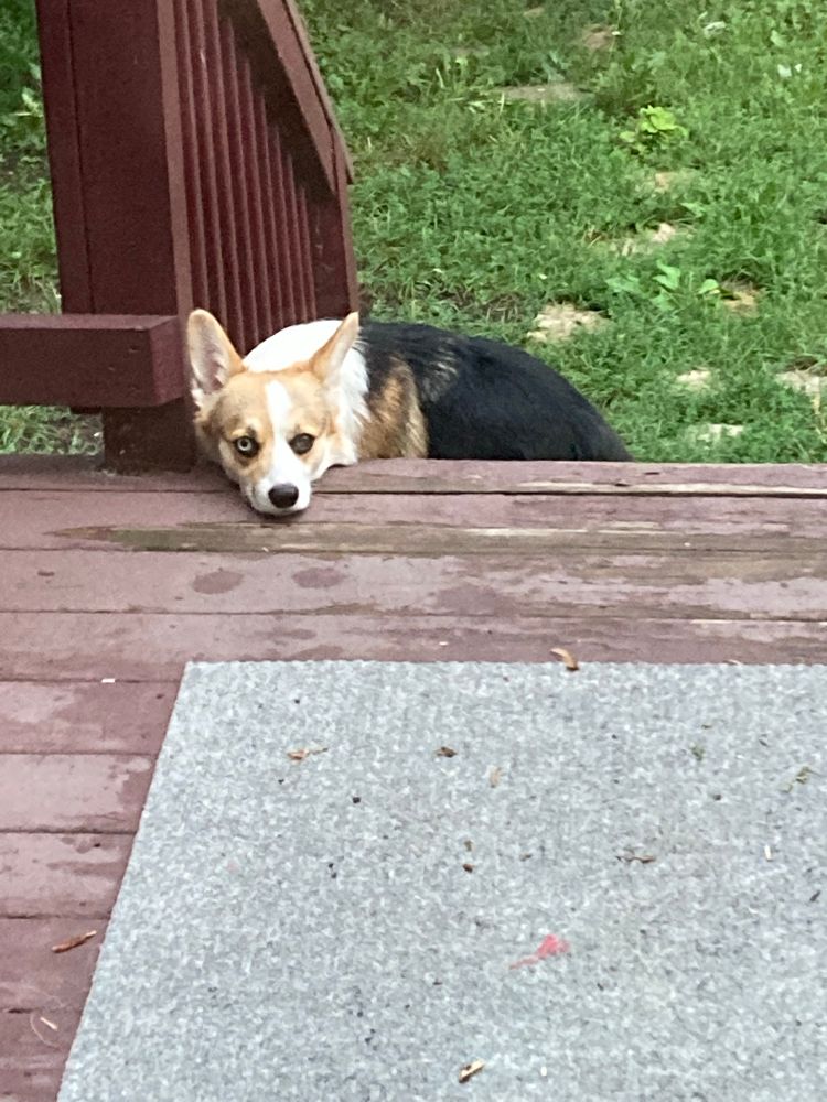 A (fluffy) tri color corgi sitting on deck steps.