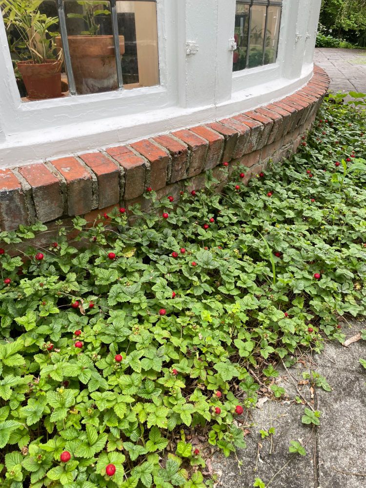 A strip of bright green wild strawberry foliage covered with tiny red berries between a patio and a house.