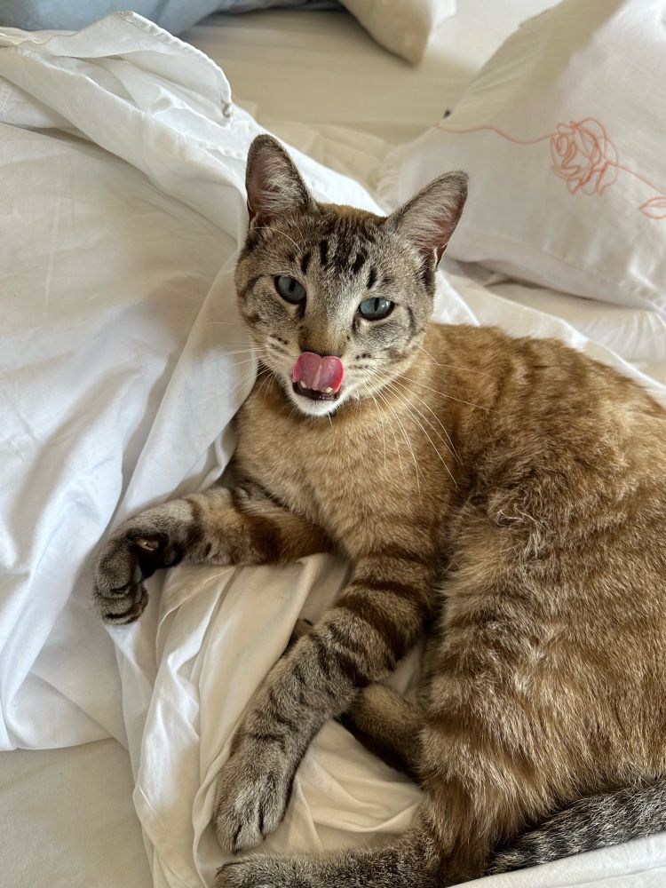 Léo… Além de gato 🐈‍⬛, bom de cama!!!