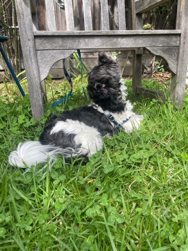 ollie under a chair, looking up and sniffing the air
