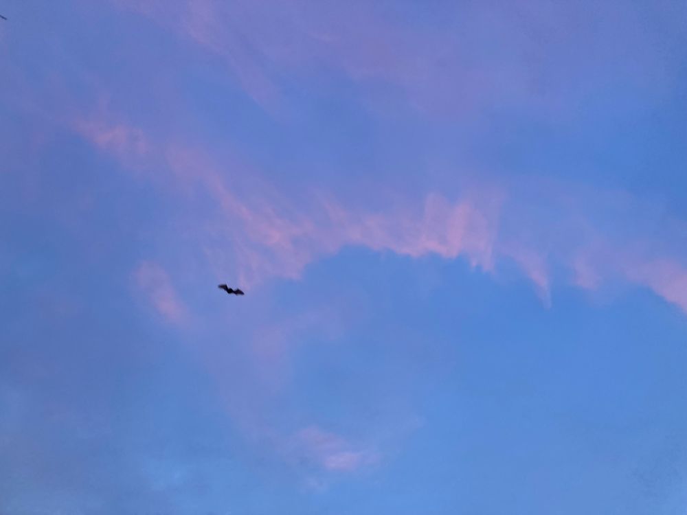 Dusky blue sky with pink clouds and a bat flying 