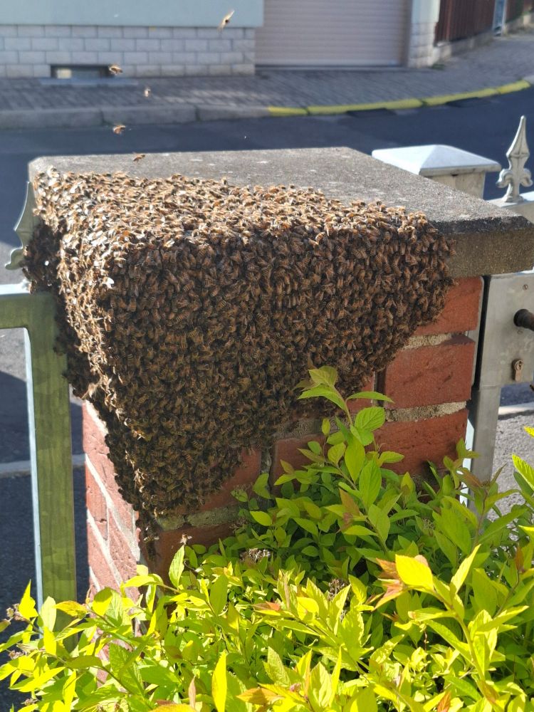 Der Bienenschwarm sitzt fast vollständig an einem Pfeiler vom Gartenzaun.