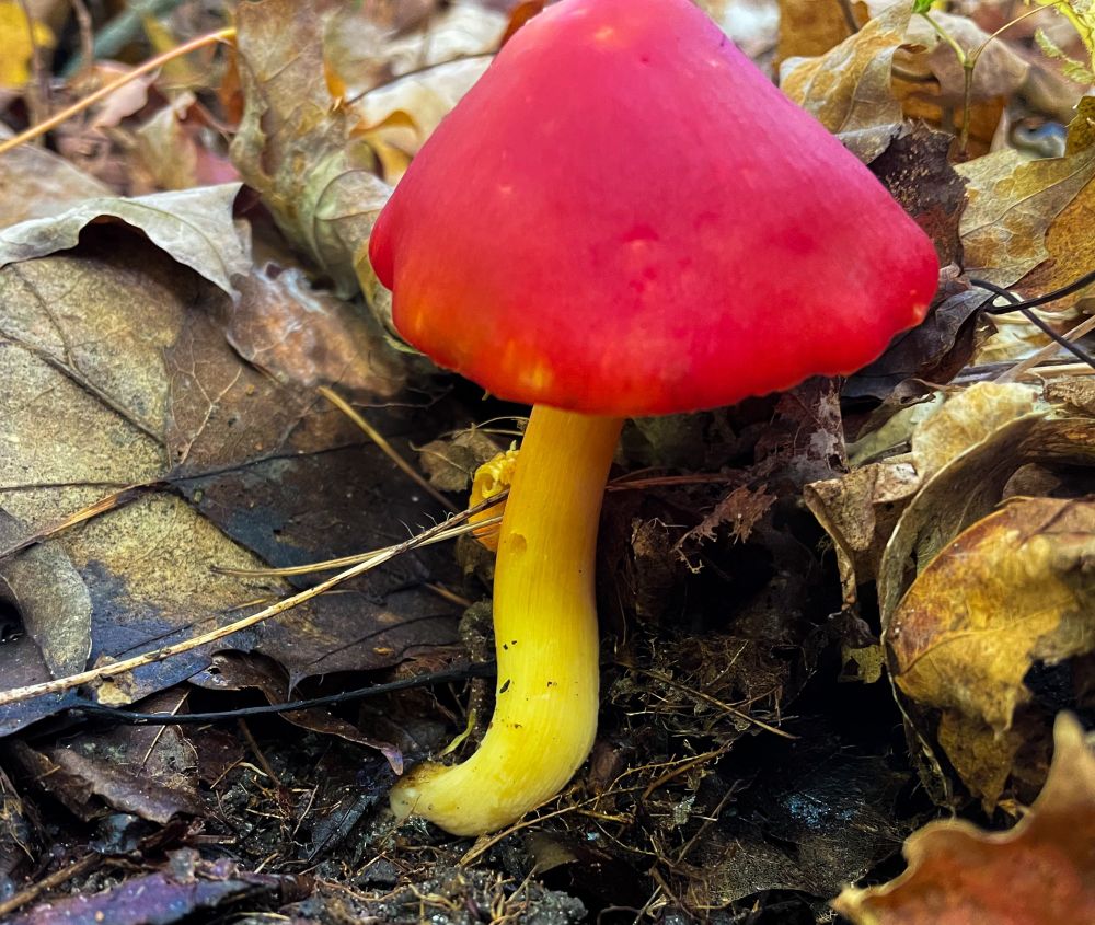 A red waxy cap mushroom with a yellow stipe (a stalk)