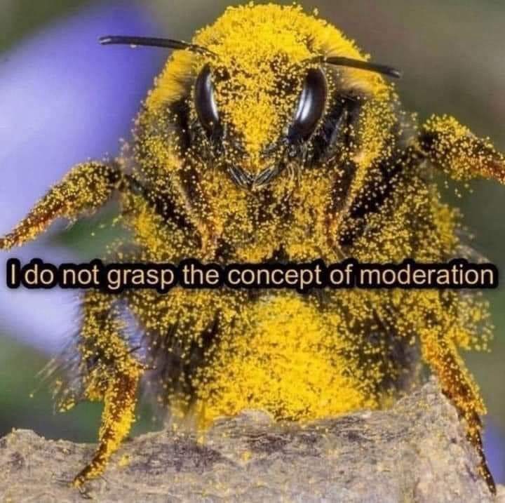 A bee facing the camera covered entirely in yellow pollen, with text in the middle saying “I do not grasp the concept of moderation”